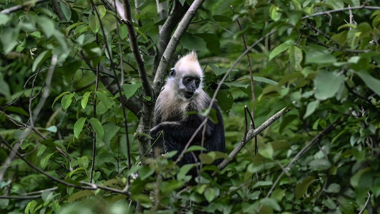 38Explore × NATURAL MOUNTAIN MONKEYS 1200px-Monkey_in_Gibraltar_14.jpg